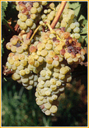 malvasia di sardegna